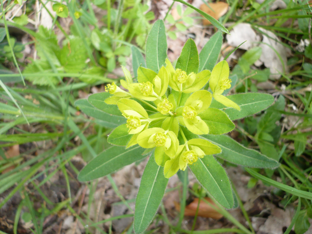 Photographie D Euphorbe Petit Cypr S Euphorbia Cyparissias